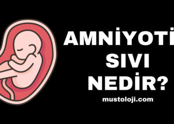 Amniyotik Sıvı Nedir?