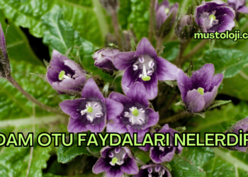 Adam Otu Faydaları Nelerdir?