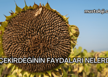 Ay Çekirdeğinin Faydaları Nelerdir?