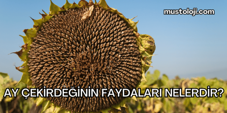 Ay Çekirdeğinin Faydaları Nelerdir?