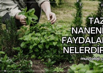 Taze Nane Faydaları Nelerdir?