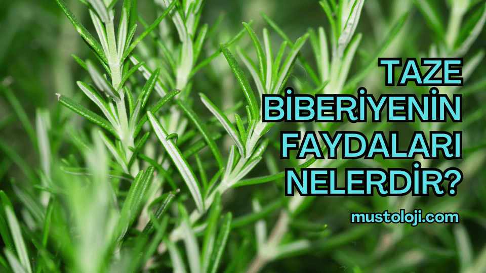 Taze Biberiyenin Faydaları Nelerdir?