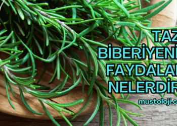 Taze Biberiyenin Faydaları Nelerdir?