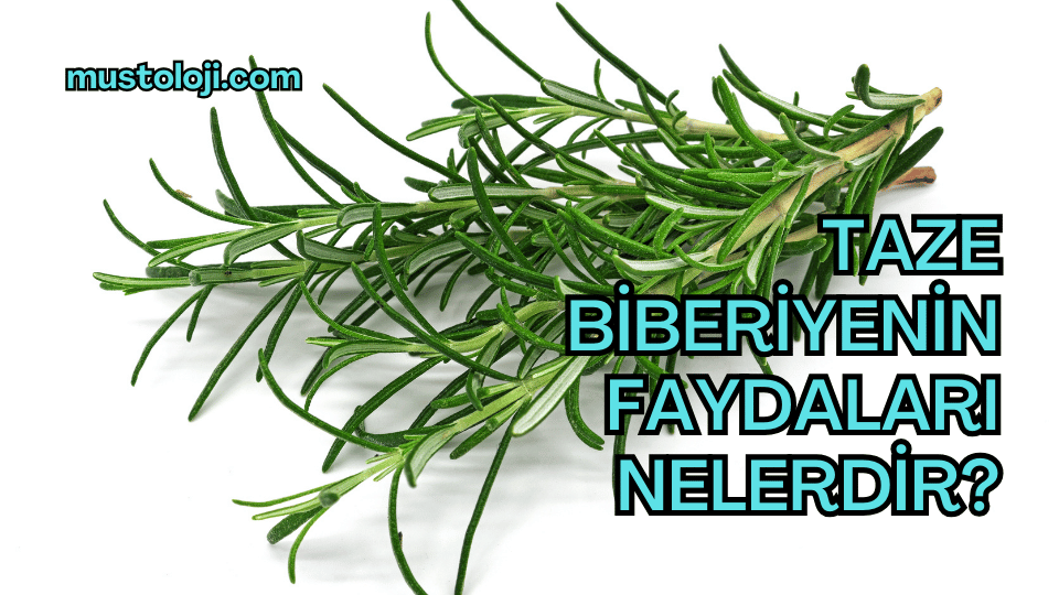 Taze Biberiyenin Faydaları Nelerdir?