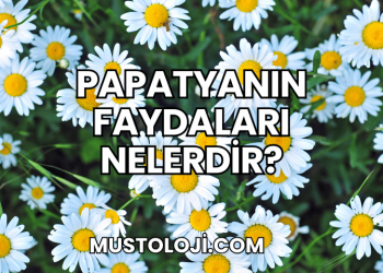 Papatyanın Faydaları Nelerdir?