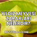 Yıldız Meyvesi Zararları Nelerdir?
