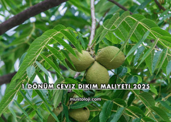 1 Dönüm Ceviz Dikim Maliyeti 2025