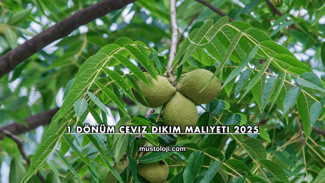1 Dönüm Ceviz Dikim Maliyeti 2025