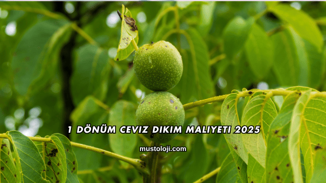 1 Dönüm Ceviz Dikim Maliyeti 2025