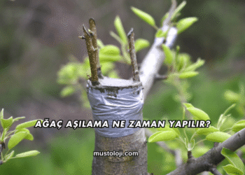 Ağaç Aşılama Ne Zaman Yapılır?