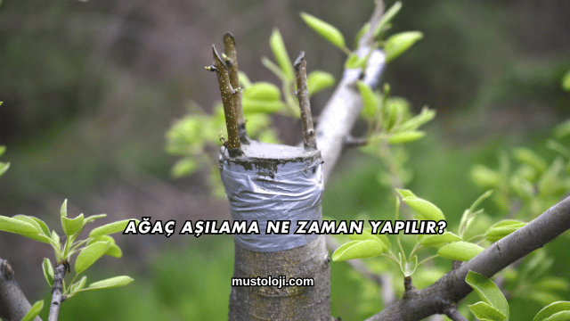 Ağaç Aşılama Ne Zaman Yapılır?