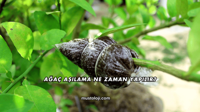 Ağaç Aşılama Ne Zaman Yapılır?