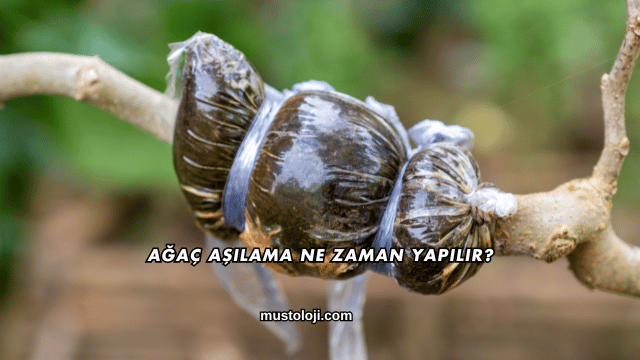 Ağaç Aşılama Ne Zaman Yapılır?