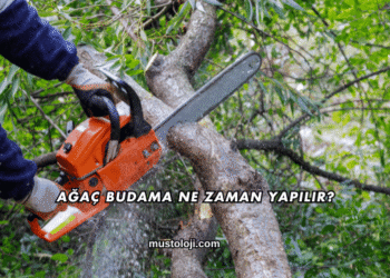 Ağaç Budama Ne Zaman Yapılır?