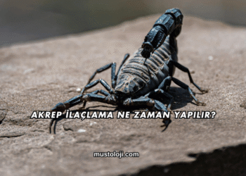 Akrep İlaçlama Ne Zaman Yapılır?