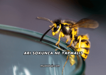 Arı Sokunca Ne Yapmalı?