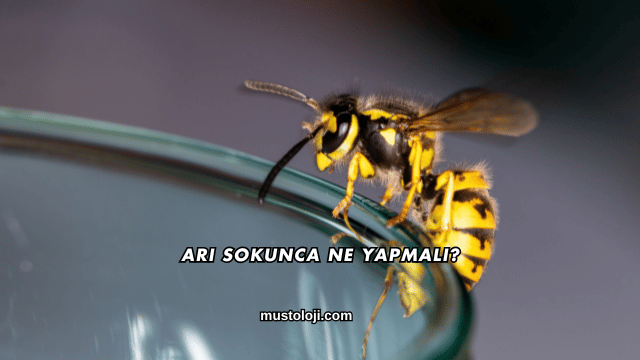 Arı Sokunca Ne Yapmalı?