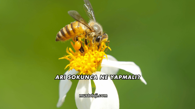 Arı Sokunca Ne Yapmalı?