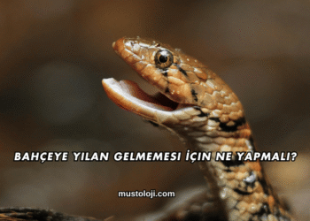 Bahçeye Yılan Gelmemesi İçin Ne Yapmalı?