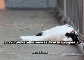 Balkona Kedi Gelmemesi İçin Ne Yapmalı?
