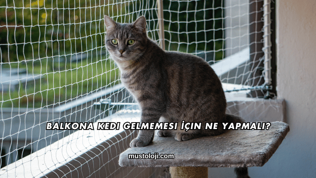 Balkona Kedi Gelmemesi İçin Ne Yapmalı?