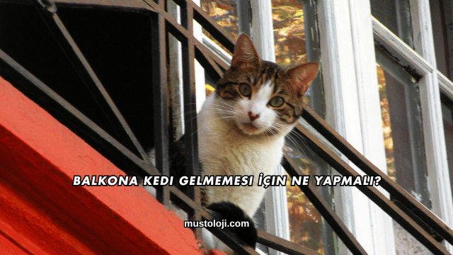 Balkona Kedi Gelmemesi İçin Ne Yapmalı?