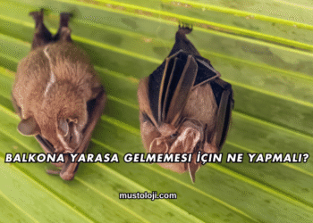 Balkona Yarasa Gelmemesi İçin Ne Yapmalı?