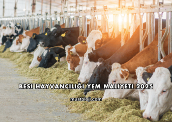 Besi Hayvancılığı Yem Maliyeti 2025