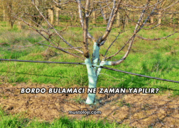 Bordo Bulamacı Ne Zaman Yapılır?