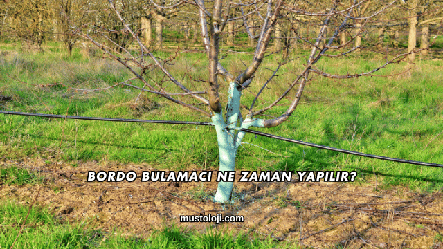 Bordo Bulamacı Ne Zaman Yapılır?