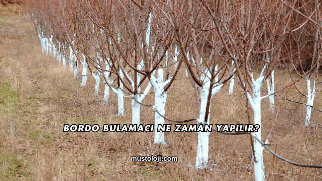 Bordo Bulamacı Ne Zaman Yapılır?