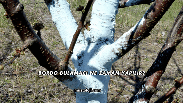 Bordo Bulamacı Ne Zaman Yapılır?