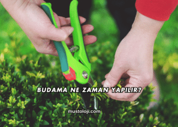 Budama Ne Zaman Yapılır?