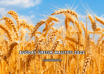 Buğday Üretim Maliyeti 2025