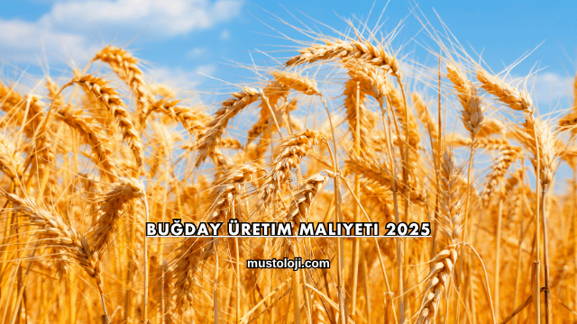 Buğday Üretim Maliyeti 2025