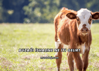 Buzağı İshaline Ne İyi Gelir?