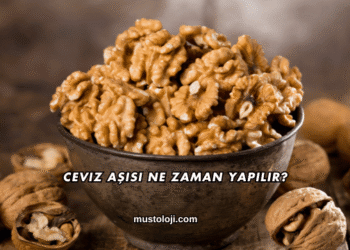 Ceviz Aşısı Ne Zaman Yapılır?