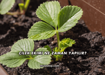 Çilek Ekimi Ne Zaman Yapılır?