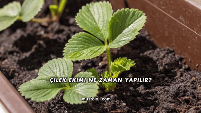 Çilek Ekimi Ne Zaman Yapılır?