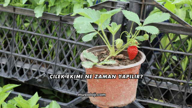 Çilek Ekimi Ne Zaman Yapılır?