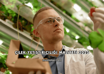 Çilek Yetiştiriciliği Maliyeti 2025