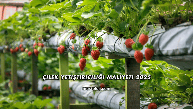 Çilek Yetiştiriciliği Maliyeti 2025