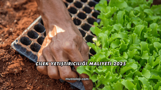 Çilek Yetiştiriciliği Maliyeti 2025