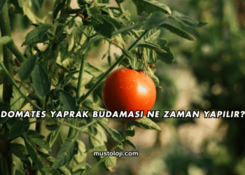 Domates Yaprak Budaması Ne Zaman Yapılır?