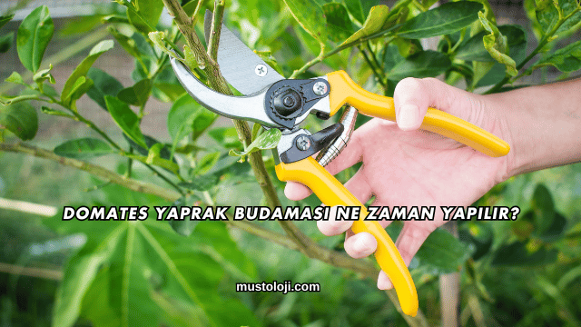 Domates Yaprak Budaması Ne Zaman Yapılır?