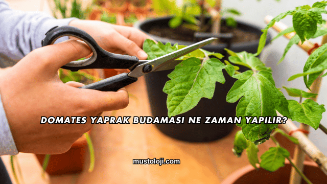 Domates Yaprak Budaması Ne Zaman Yapılır?