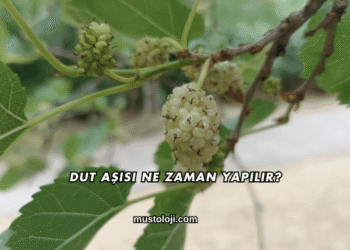 Dut Aşısı Ne Zaman Yapılır?