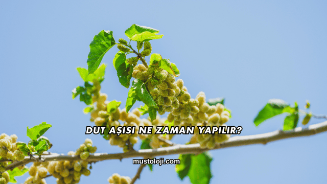 Dut Aşısı Ne Zaman Yapılır?