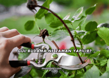 Gül Budama Ne Zaman Yapılır?