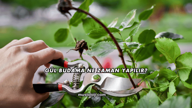 Gül Budama Ne Zaman Yapılır?